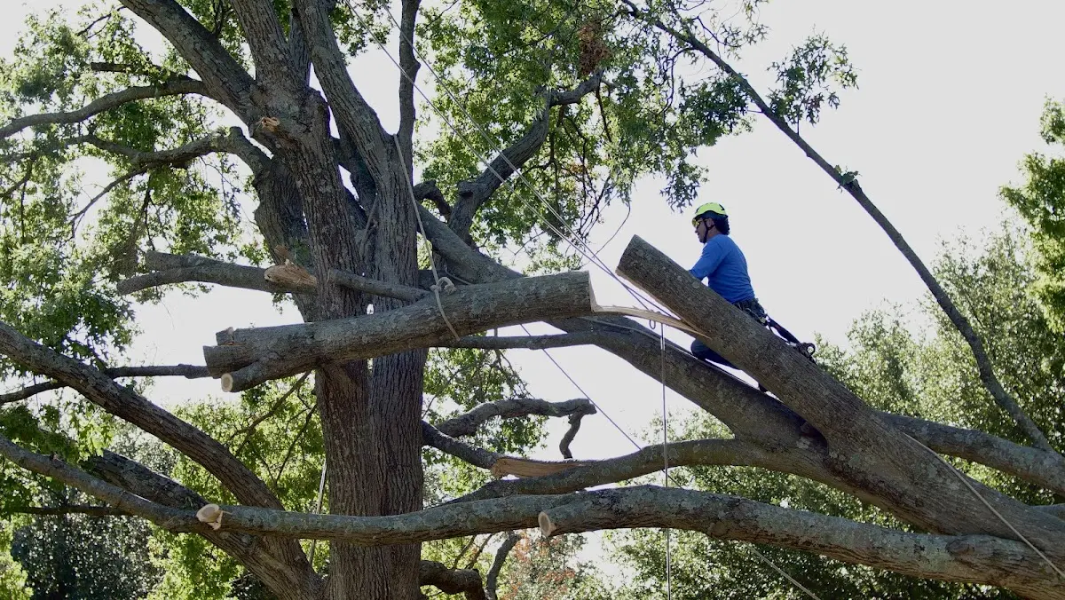 Professional Hazardous Tree Removal performed by certified arborists in Dartmouth